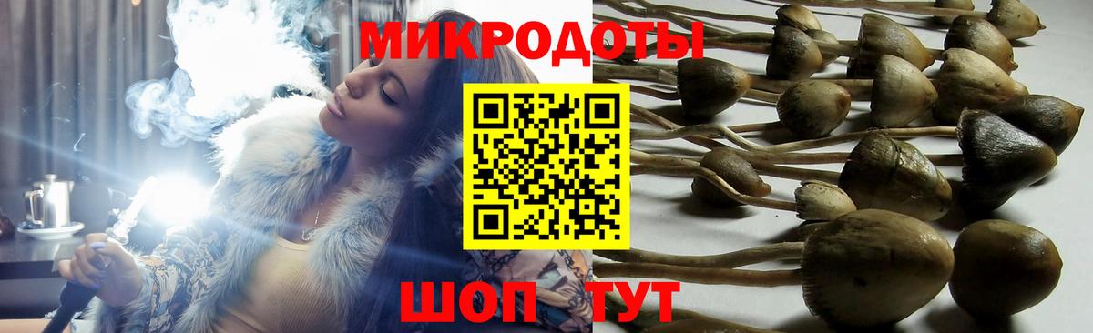 Псилоцибиновые грибы Psilocybe Приморско-Ахтарск